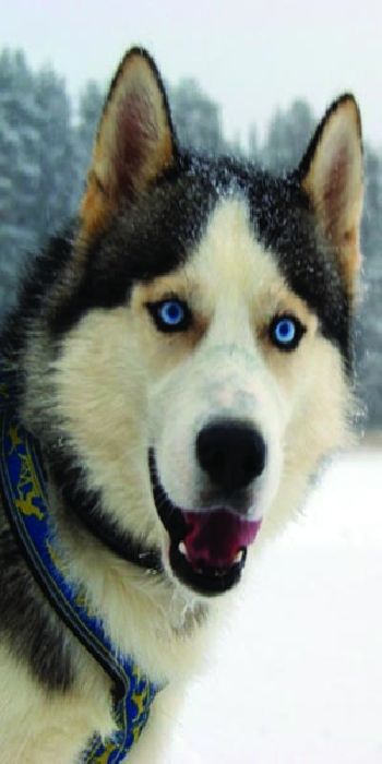 Двери хаски. Дверь 7024 входная. Стальная линия двери с окном. Хаски в квартире. Двери хаски стальная линия.