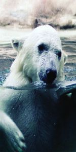 Дверь с фотопечатью Животный мир Ж90 белый медведь